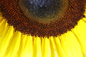 Sunflower for sale during the Saturday Farmers Market
