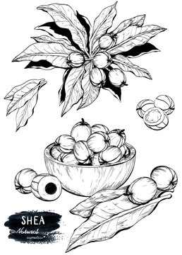 Hand drawn sketch of Shea nuts plant, berry, fruit