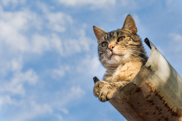 Naklejka premium Tabby calm cat resting on the shiver roof 