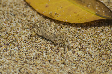 Crab