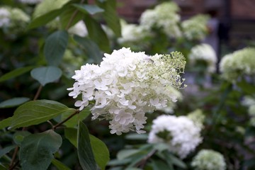 A bush of white hortensia flowers.