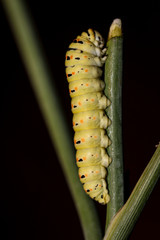 Raupe eines Schwalbenschwanz