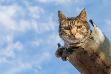 Naklejka premium Tabby calm cat resting on the shiver roof 