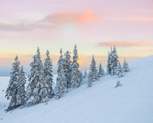 pine tree in winter at sunset in the mountains.