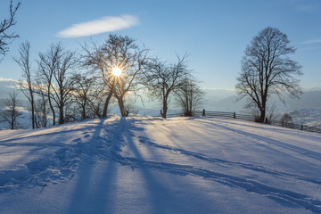 Winter landscape with lots of snow and trees