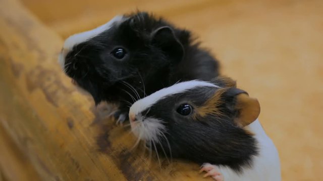 Woman feeding two guinea pigs in contact zoo