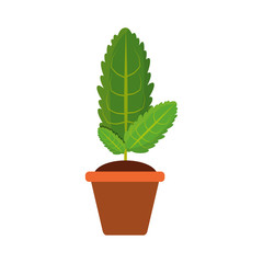 Plant in pot vector illustration
