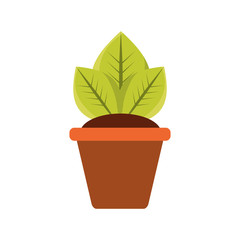 Plant in pot vector illustration