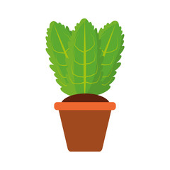 Plant in pot vector illustration