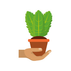 Plant in pot vector illustration