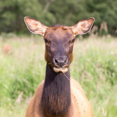 Elk
