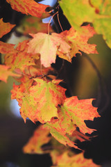 Maple leaves hanging on a tree, turning red, orange and yellow in the autumn season