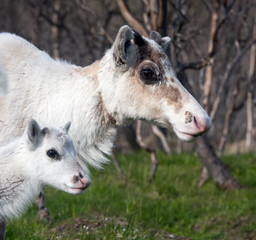 Reindeer female and calf