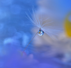 Abstract macro photo with water drops. Dandelion seed.Artistic Background for desktop.Blue Wallpaper. © Juliana Nan