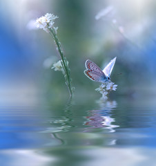 Blue Magic butterfly over water and wildflowers.Amazing Background.Unique Wallpaper.Fantasy Design.Reflection in the Water.