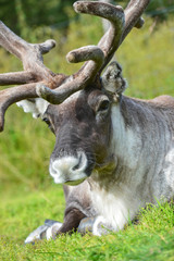 Reindeer portrait