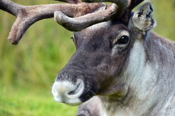 Reindeer portrait