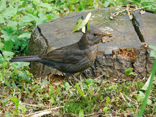 Black thrush bird walking near stump.