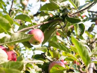 close up of red ripe apple on tree in back garden