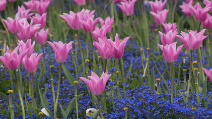 Pink Tulips