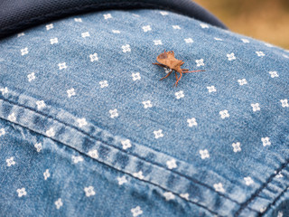 cute brown dock beetle resting on a shirt shoulder