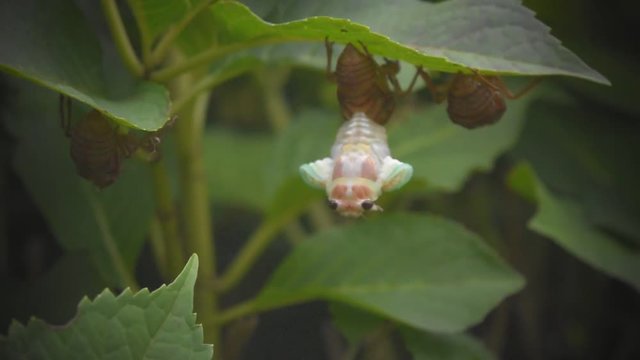 蝉の脱皮