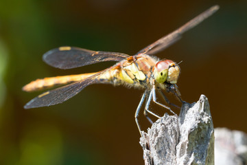Common darter sitting on a twig in sunlight eating a fly