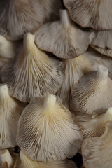 mushroom closeup in the market
