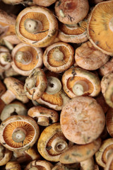 mushroom closeup in the market