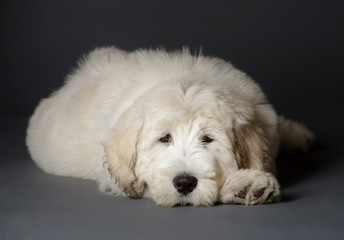 Russian sheepdog puppy