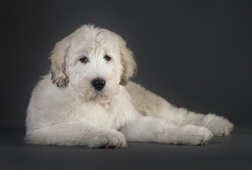Russian sheepdog puppy