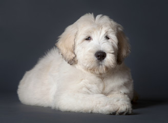 Russian sheepdog puppy