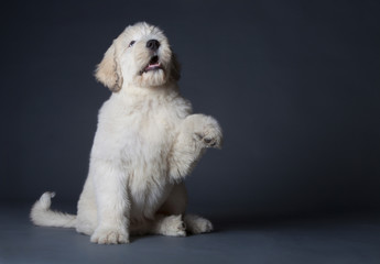 Russian sheepdog puppy