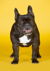 French bulldog