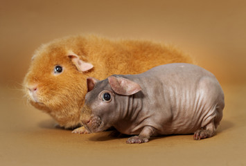 Guinean pig and skinny guinean pig