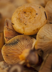 robin, mushroom or niscalo