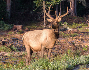 Elk of The Colorado Rocky Mountains