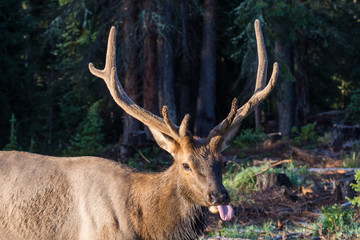 Elk of The Colorado Rocky Mountains
