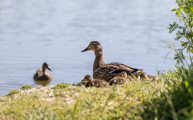 Female Mallard Duck with Ducklings on the Shore of a Pond