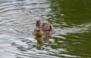 Lone Female Mallard Duck Swimming in Pond with Bright Cloud Reflections in the Water 2