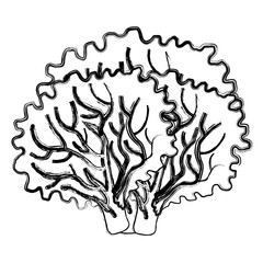 lettuce fresh isolated icon vector illustration design