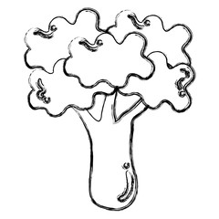 broccoli fresh isolated icon vector illustration design