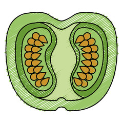 half tomato fresh isolated icon vector illustration design