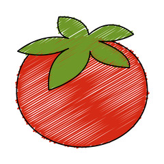 tomato fresh isolated icon vector illustration design