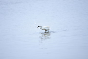 egrets
