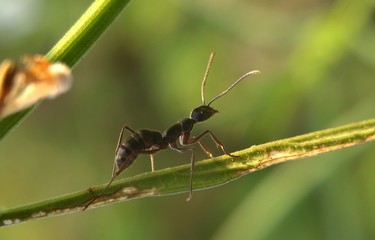 Photography macro ants over flowers