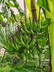 Obraz premium Immature golden banana in gardenagriculture, 
