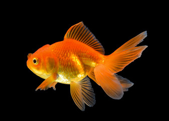 gold fish on black