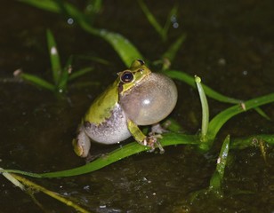 夜の田んぼで鳴く蛙