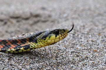 Fototapeta premium ヤマカガシ